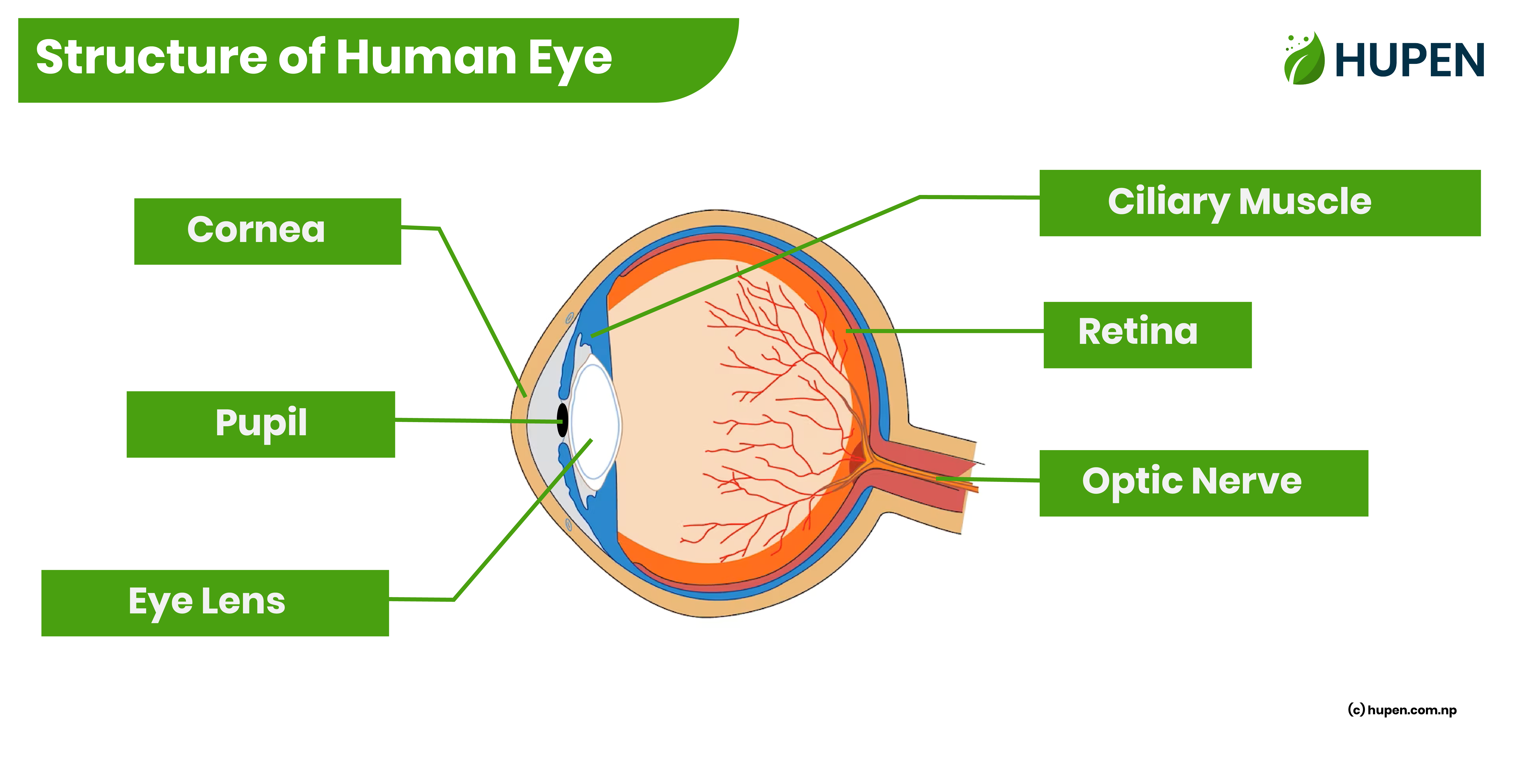 - Physics, Wave, Human Eye Blog by Hupen